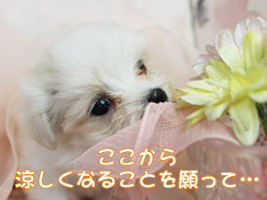 今日は十五夜です☆☆☆